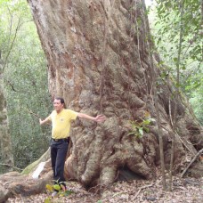 Cambodia Beng Tree (Afzelia Xylocarpa) - large tropical tree, luxurious wood, endangered