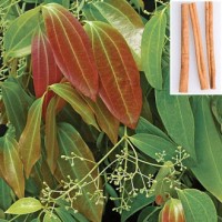 Ceylon Cinnamon (Cinnamomum verum) - the true cinnamon of commerce